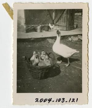Primary view of object titled '[Photograph of Mother Goose and Goslings]'.