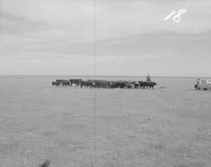 [Photograph of Cattle]