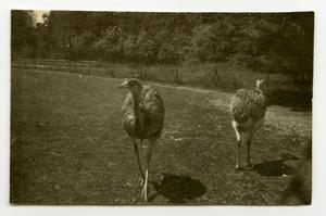 [Photograph of Ostriches at Munich Zoo]