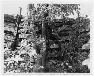 Primary view of object titled '[Wooden Fence Supported by Trees in Moore Park]'.