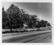 Photograph: [Line of Parked Cars at Lake Cliff Park]