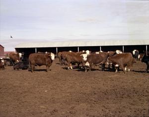 [Hereford Cattle]