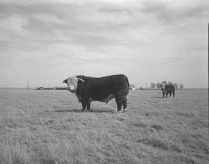 [Hereford Bull]
