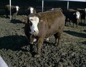 [Hereford Cattle]