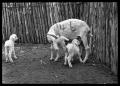 Photograph: [Goat and Two Kids]
