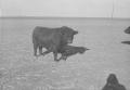 Photograph: [Angus Cattle]