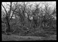 Primary view of [Man with Fallen Tree Limbs]