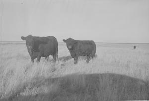 [Angus Cattle]
