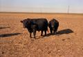 Photograph: [Angus Cattle]