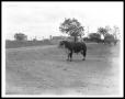Photograph: [Lyndon Johnson Behind a Bull in a Ranch Yard]