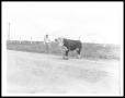 Photograph: [Lyndon Johnson and a Bull at a Dirt Road]