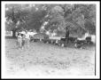 Thumbnail image of item number 1 in: '[Johnson Family Standing Near Cattle]'.
