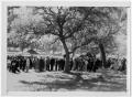Photograph: [Crowd Under Trees]