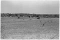 Photograph: [Cattle in a Pasture]