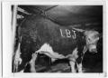 Thumbnail image of item number 1 in: '[Steer with "LBJ" Written on Its Side]'.