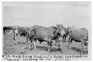 Primary view of object titled 'Two-year[-old] half breed Brahmin bull [at] McFaddin Ranch'.
