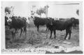 Photograph: Cattle at Circle Bayou