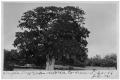 Primary view of Triple post oak [tree in] Victoria County, Texas