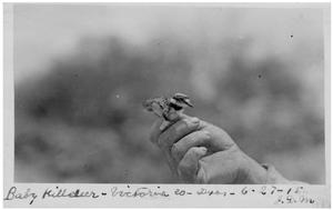 Primary view of object titled 'Baby Killdeer'.