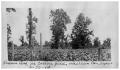 Primary view of Pecan trees in cotton field, Wharton County, Texas