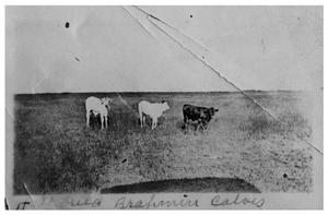 Primary view of object titled 'Half-breed Brahmin calves'.