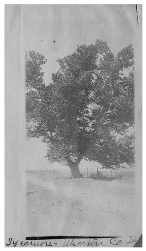 Sycamore [tree], Wharton County, Texas