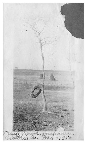 Freak growth [of a ] Hackberry tree [trunk]