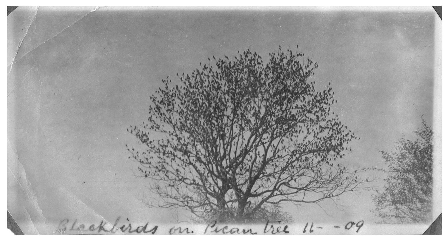Blackbirds on pecan tree
                                                
                                                    [Sequence #]: 1 of 1
                                                