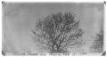 Thumbnail image of item number 1 in: 'Blackbirds on pecan tree'.