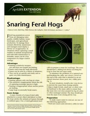 Snaring Feral Hogs