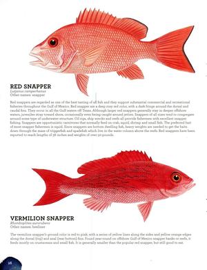 FishingBooker: Vermilion Snapper vs. Red Snapper