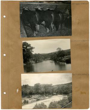 [Three Photos of Clear Fork and Cattle on a Scrapbook Page]