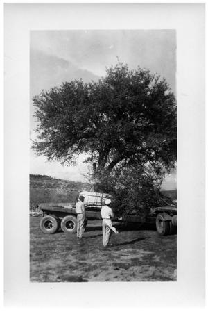 [Men with Tree on a Truck]