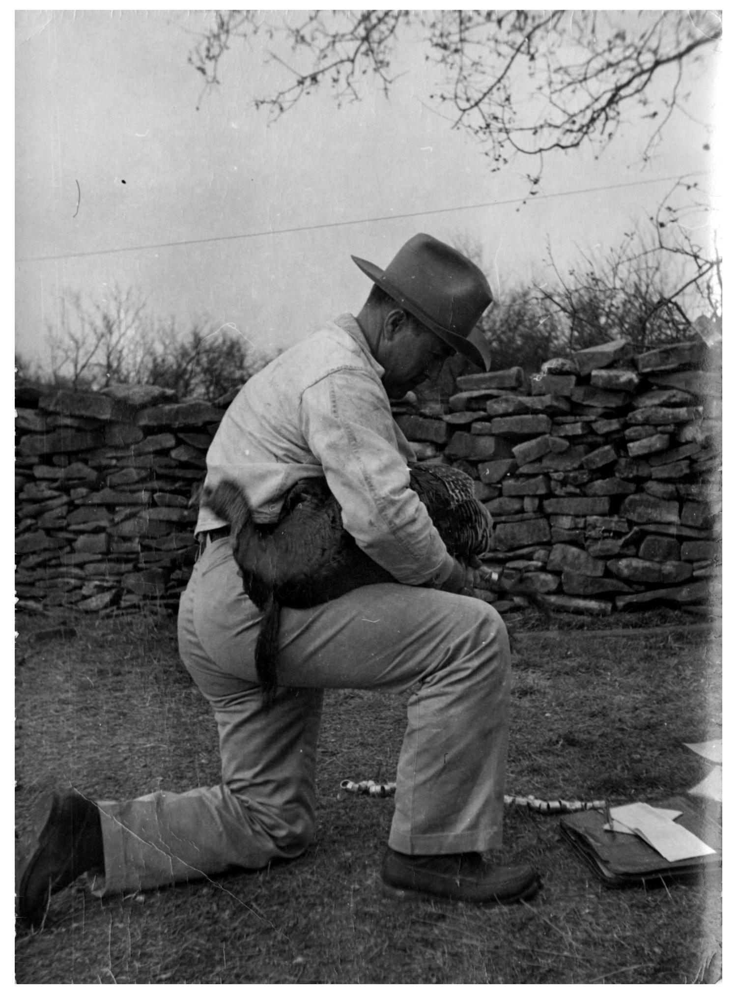 [Man Kneeling with a Turkey] - Side 1 of 2 - The Portal to Texas History