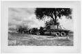 Photograph: [Tree in the Bed of a Truck]