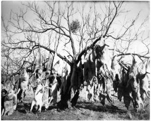 [Tree Laden with Hanging Coyotes]