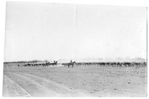[Herd of Cattle  with Three Cowboys]