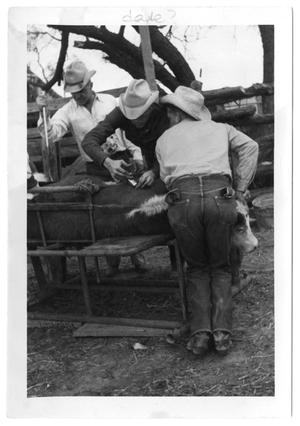 Primary view of object titled '[Cowboys Holding and Injecting a Calf]'.