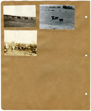 [Group of Hereford Cows in a Pasture]