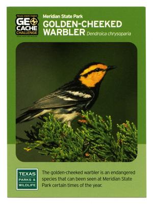 [Trading Card: Golden-Cheeked Warbler]