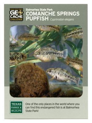 Primary view of object titled '[Trading Card: Comanche Springs Pupfish]'.