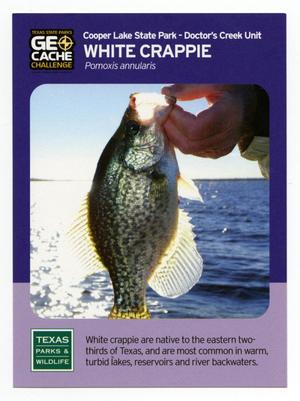 [Trading Card: White Crappie]