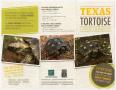 Thumbnail image of item number 3 in: 'Texas Tortoise: Gopherus berlandieri'.