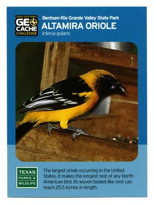 Primary view of object titled '[Trading Card: Altamira Oriole]'.
