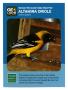 Thumbnail image of item number 1 in: '[Trading Card: Altamira Oriole]'.