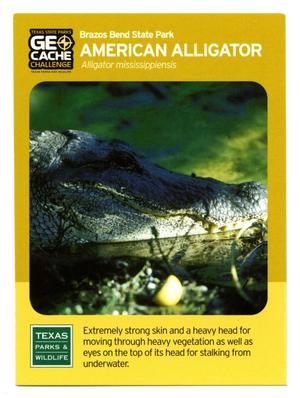 [Trading Card: American Alligator]