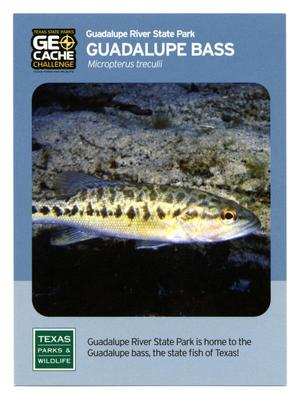 [Trading Card: Guadalupe Bass]