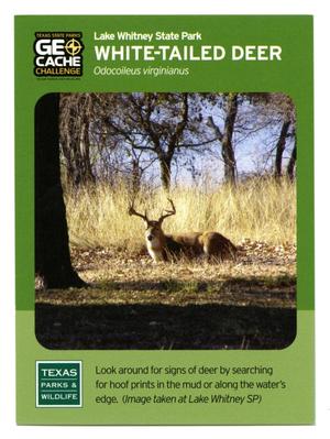 [Trading Card: White-Tailed Deer]