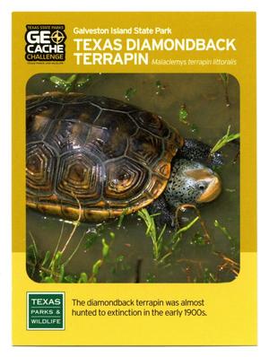 Primary view of object titled '[Trading Card: Texas Diamondback Terrapin]'.