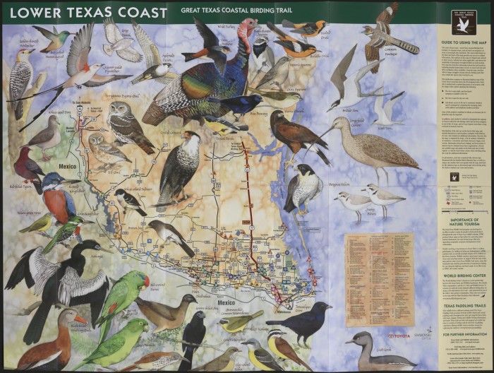 The Great Texas Coastal Birding Trail: Lower Texas Coast - The Portal to  Texas History